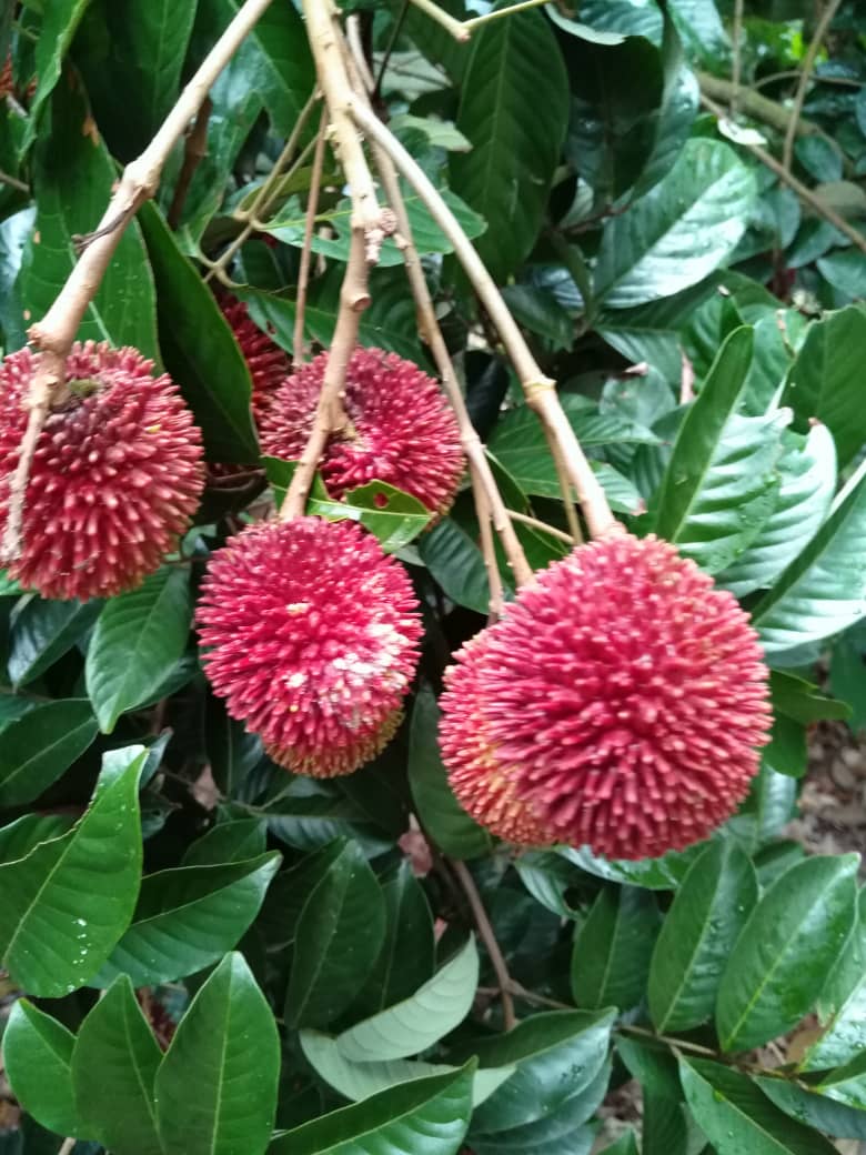 WhatsApp-Image-2021-07-30-at-12.53.08-PM